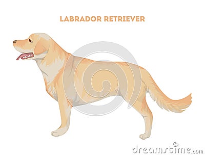 Isolated labrador retriever. Vector Illustration