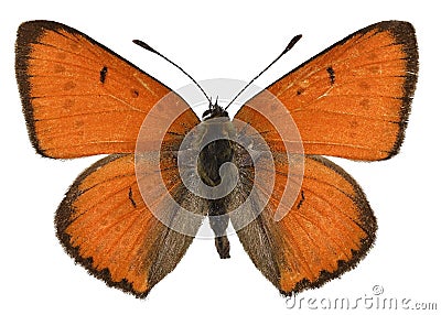 Isolated Large Copper butterfly Stock Photo