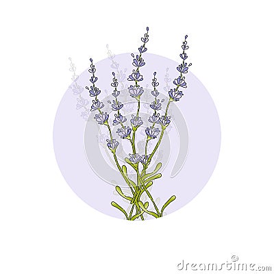 Isolated lavender flower bouguet Vector Illustration