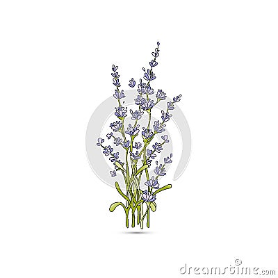 Isolated lavender flower bouguet Vector Illustration