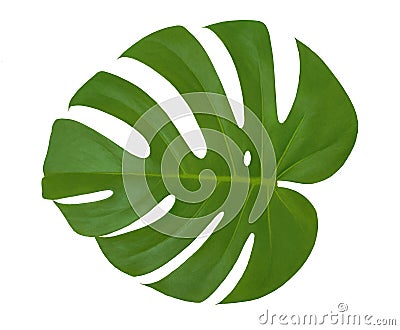 Isolated leaf Monstera plant white background. Exotic tropical palm tree Stock Photo