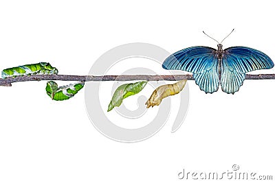 Isolated life cycle of male great mormon butterfly from caterpil Stock Photo