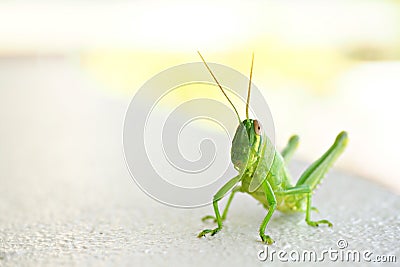 Isolated light green grasshopper white background Stock Photo