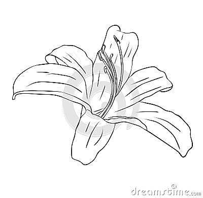 Isolated lily flower in black and white colors, outline hand painted drawing Vector Illustration