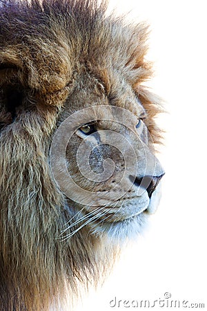 Isolated lion's head Stock Photo