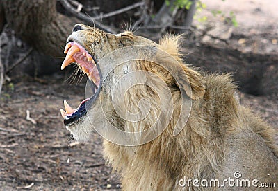 An isolated Lion yawning with large canine teeth Stock Photo