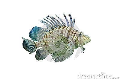 Isolated lionfish Stock Photo