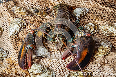 Isolated lobster in the fishing net Stock Photo