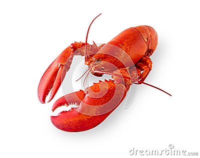 Isolated lobster on white Stock Photo