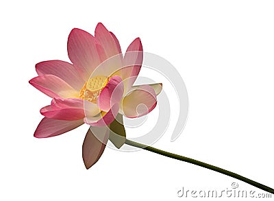 Isolated Lotus Stock Photo