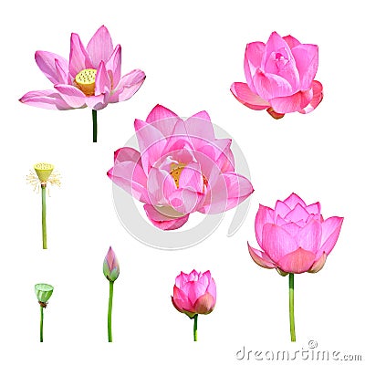 Isolated lotus flower in different status Stock Photo