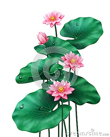 Isolated lotus leaves with flowers and bud Vector Illustration