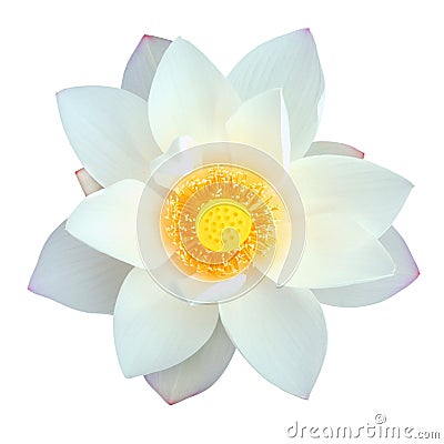 Isolated lotus with path Stock Photo