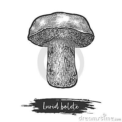 Isolated lurid bolete or forest mushroom sketching Vector Illustration
