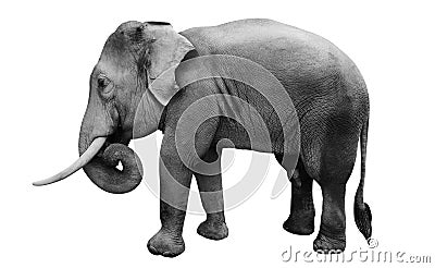 Isolated male asian elephant, Stock Photo