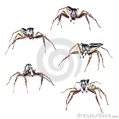 Isolated male cosmophasis umbratica jumping spider Stock Photo