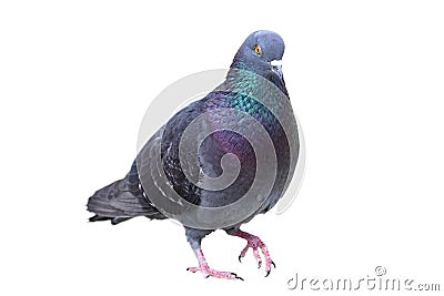Isolated male feral pigeon Stock Photo