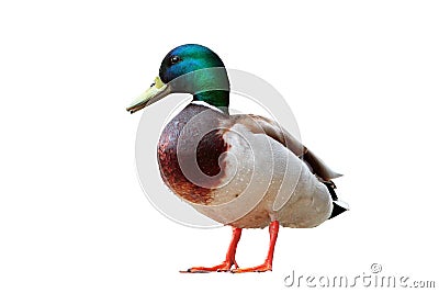 Isolated male mallard duck Stock Photo