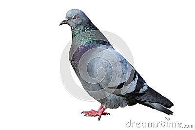 Isolated male pigeon Stock Photo