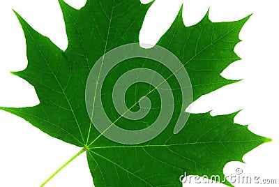 Isolated maple leaf 1 Stock Photo