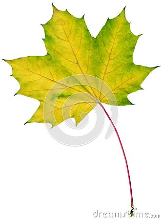 Isolated maple leaf Stock Photo