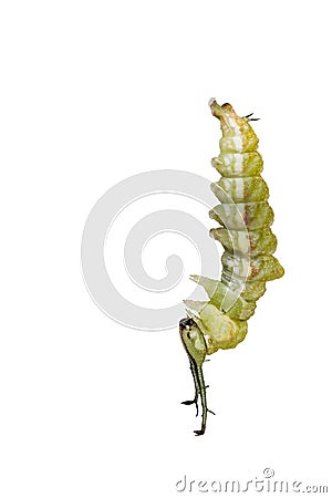 Isolated mature caterpillar of Tabby butterfly Pseudergolis we Stock Photo
