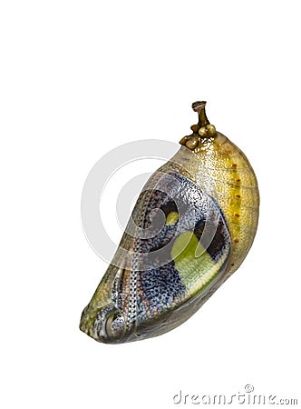 Isolated mature chrysalis of common nawab butterfly Polyura at Stock Photo