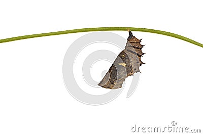 Isolated mature chrysalis of great eggfly butterfly Hypolimnas Stock Photo