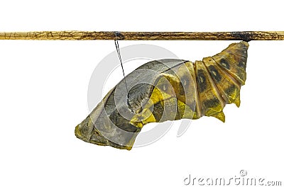 Isolated mature cocoon of common birdwing butterfly in white bac Stock Photo