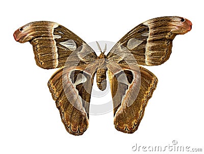 Isolated moth has a brown & tan pattern on his wings. He is approximately 6 to 8 