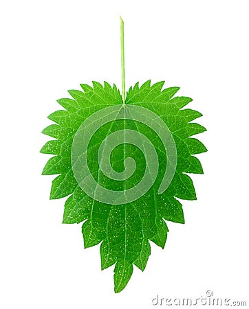 Isolated nettle leaf Stock Photo