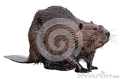 Isolated North American Beaver Stock Photo