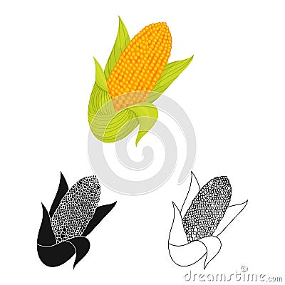 Isolated object of cob and maize logo. Set of cob and popcorn stock symbol for web. Vector Illustration