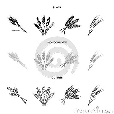 Vector illustration of wheat and stalk logo. Collection of wheat and grain stock symbol for web. Vector Illustration