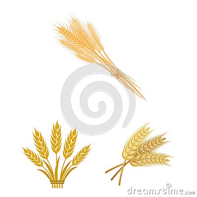 Isolated object of wheat and stalk symbol. Set of wheat and grain stock symbol for web. Vector Illustration