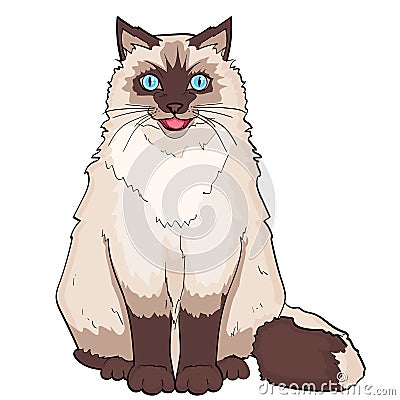 Isolated object on white background. Pet. Siamese cat or Siberian color Neva Masquerade. Vector Vector Illustration