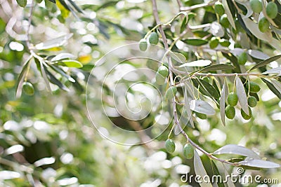 Isolated olive tree with olive berries and leaves. Stock Photo