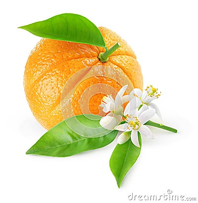Isolated orange fruit and flowers Stock Photo