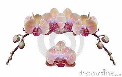 Isolated Orchid Design Header Stock Photo