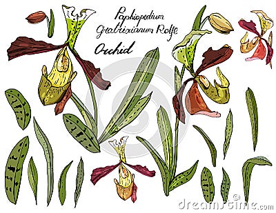 Isolated orchid paphiopedilum on white. Vector Illustration