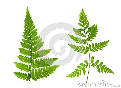 Isolated ornament of green fern leaves Stock Photo