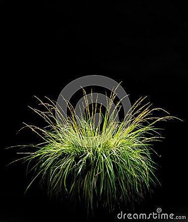 Isolated Ornamental Grass on Black Stock Photo