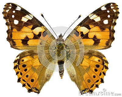 Isolated painted lady butterfly Stock Photo