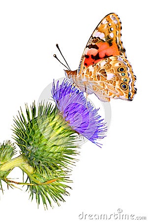 Isolated Painted Lady on thistle Stock Photo