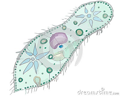 The isolated Paramecium caudatum Vector Illustration