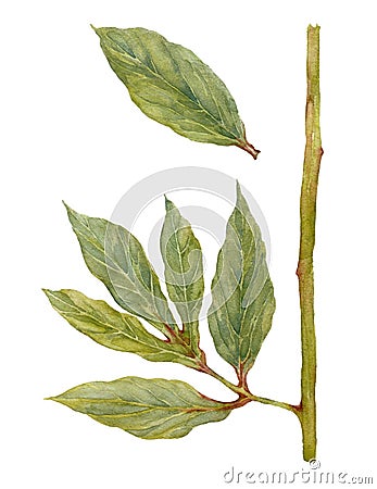 Isolated Peony Leaves. Green leaves of peony. Watercolor illustration. Cartoon Illustration