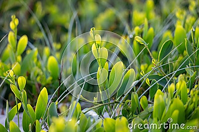 Isolated Photograph of Australian Plants by the Beach Stock Photo