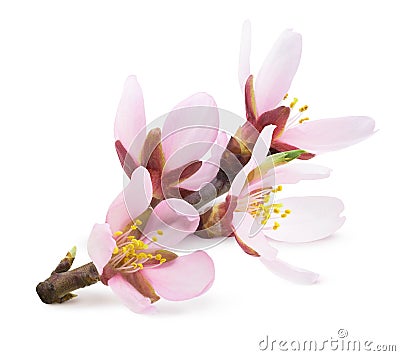 Isolated pink almond tree blossoms on a branch Stock Photo