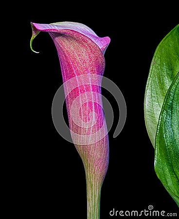 Isolated pink blooming calla blossom on black background Stock Photo