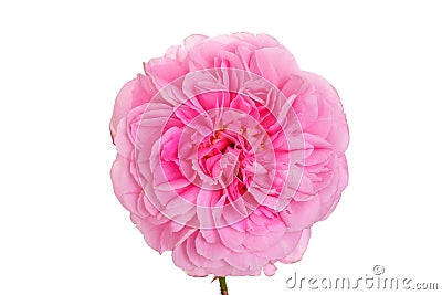 Isolated pink english rose Stock Photo